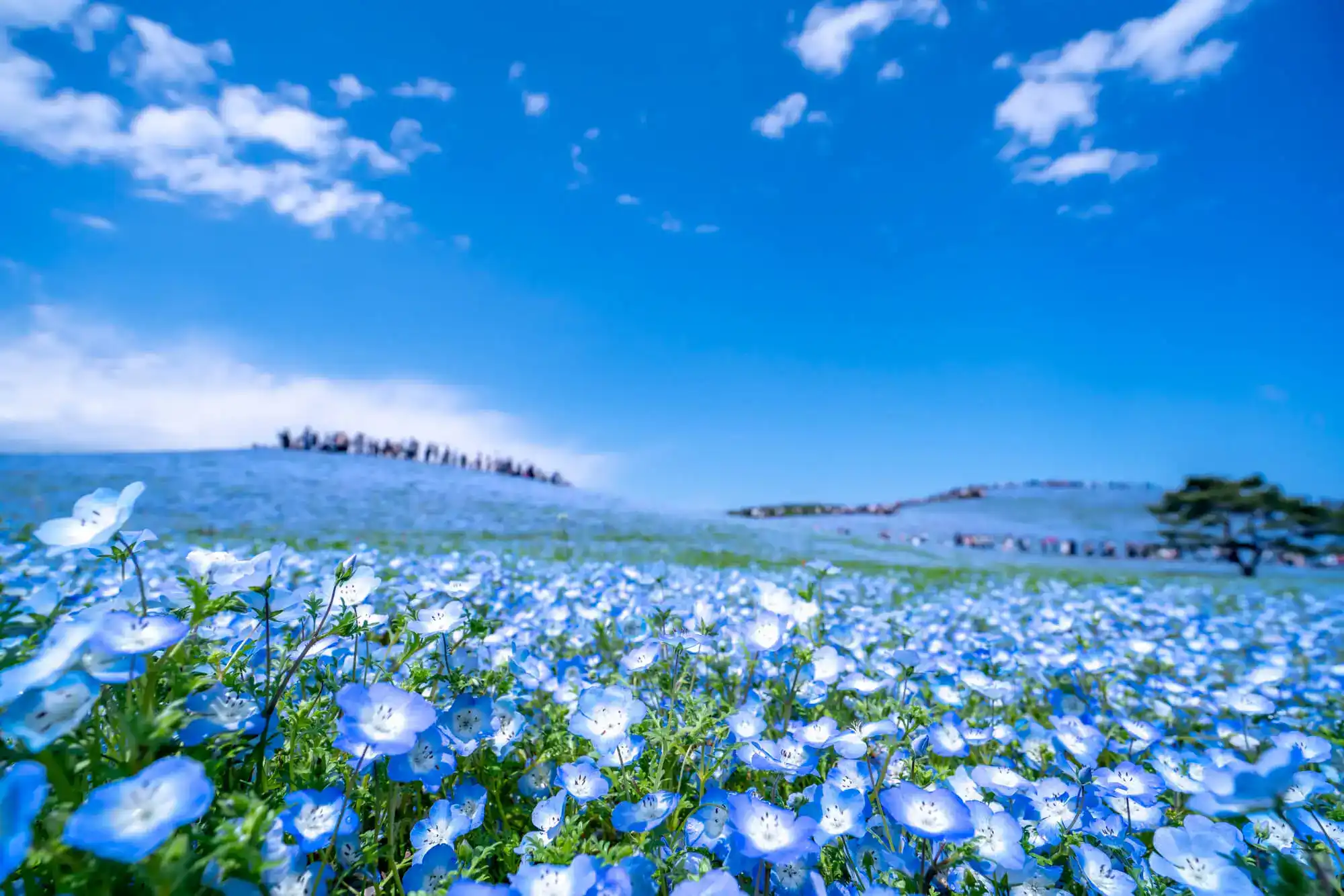 日本四季花卉特辑