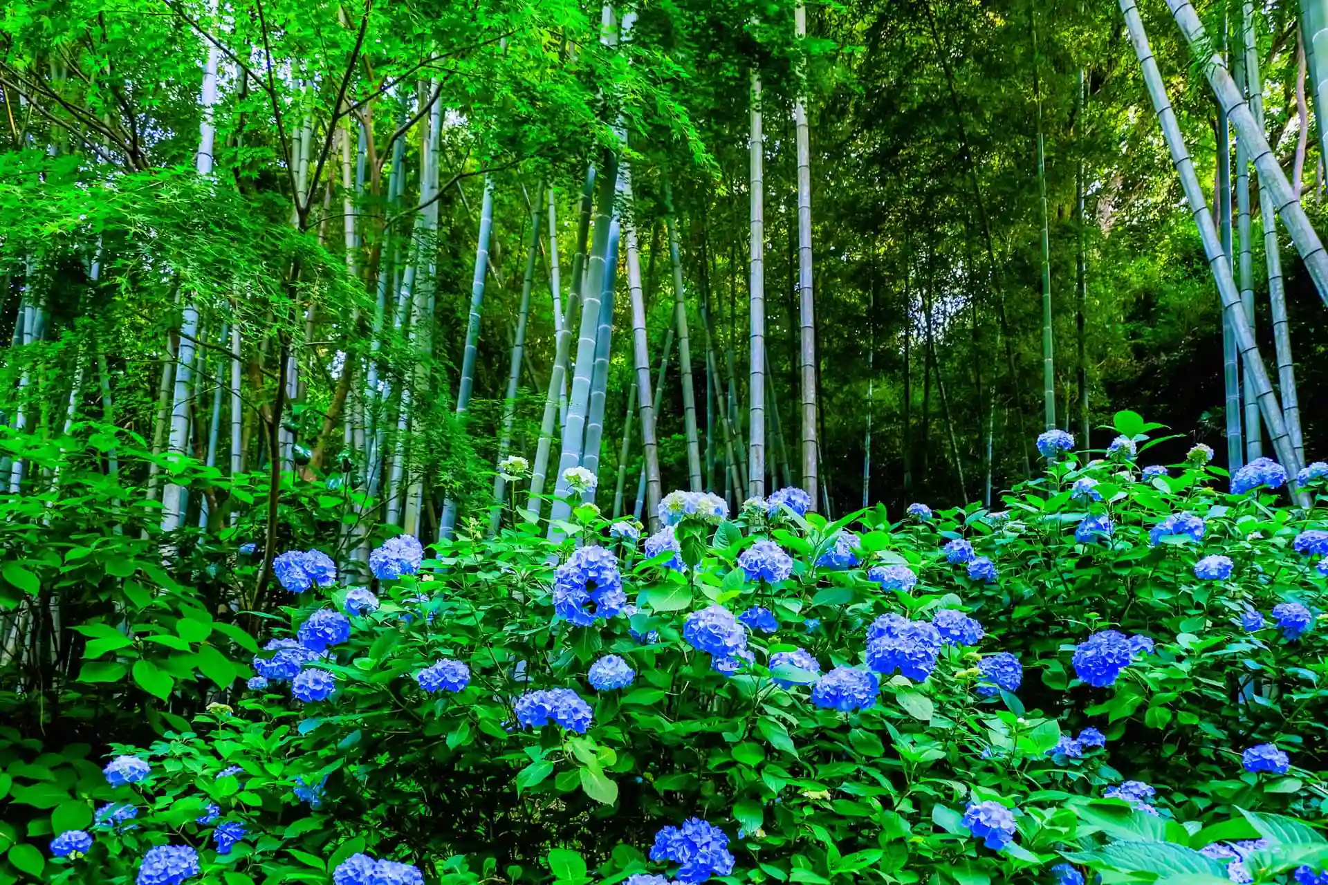 Seasonal Flower Special