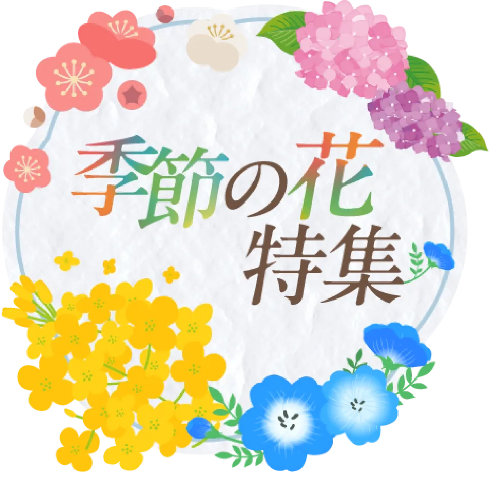 季節の花特集
