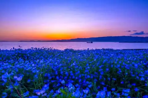 Seasonal Flower Special | GOOD LUCK TRIP