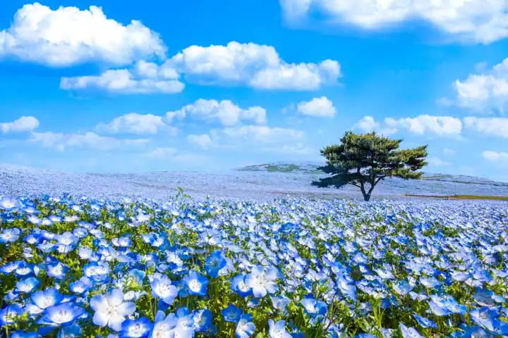 点缀日本四季的花卉