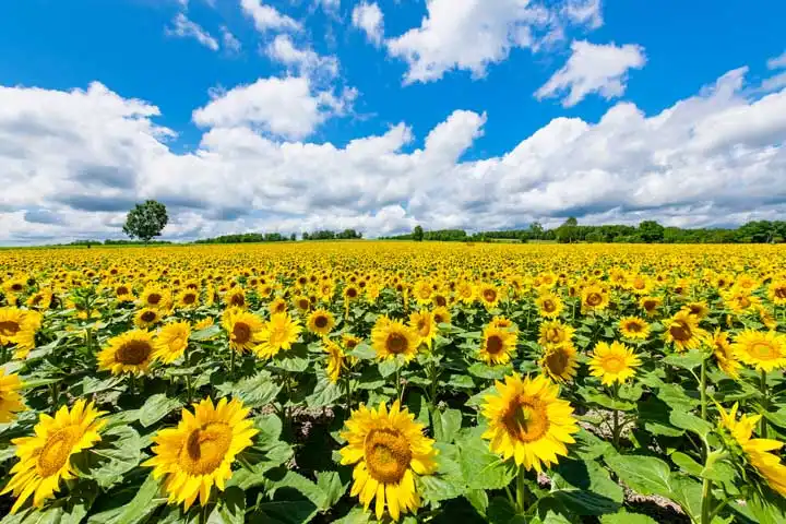 点缀日本四季的花卉