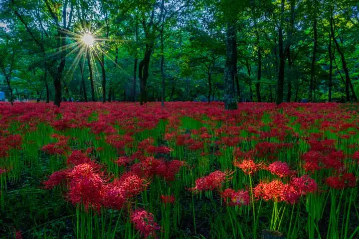 点缀日本四季的花卉