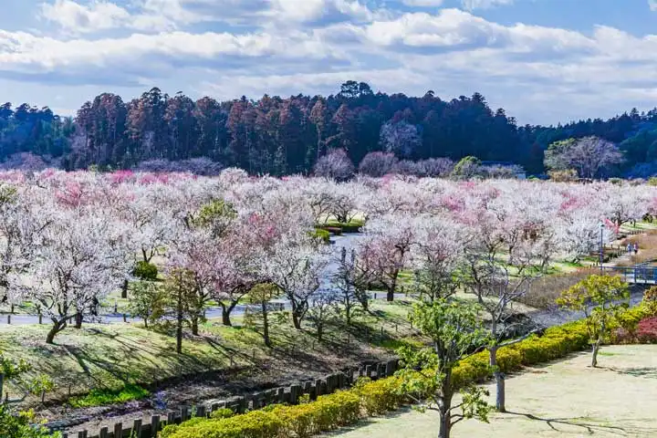 Seasonal Flowers That Color Japan