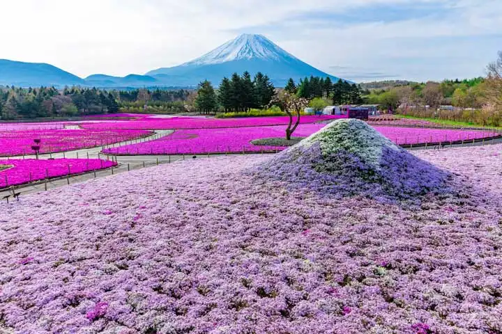 绝美花景