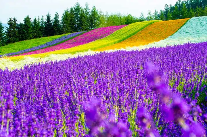 绝美花景