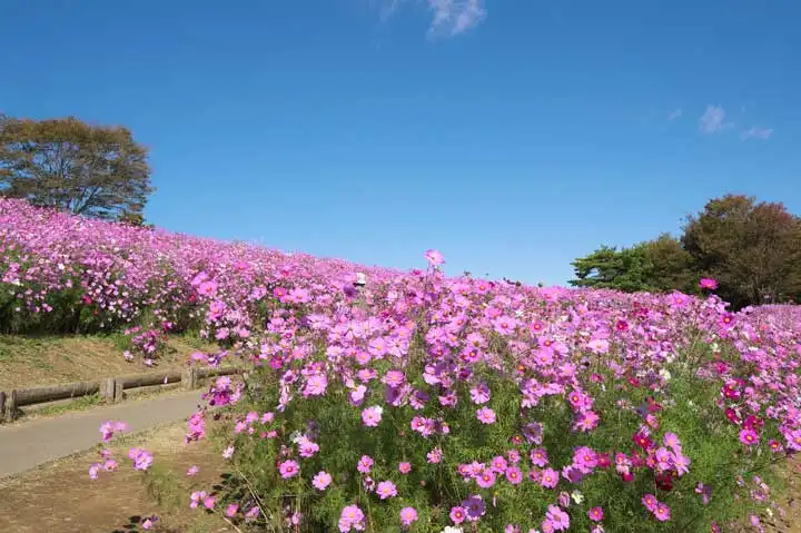 Spectacular Flower Views