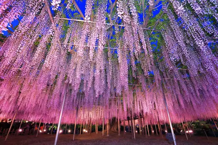 日本的赏花时光