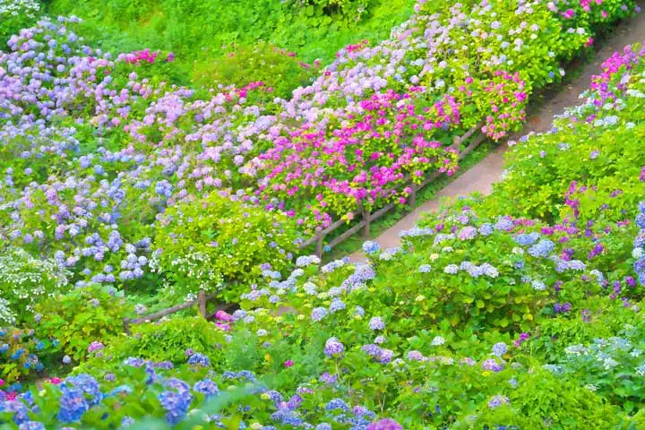 日本的赏花时光