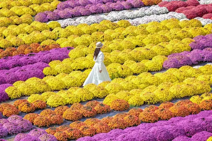 日本的赏花时光