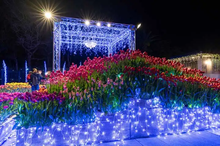 Japan’s Flower Moments