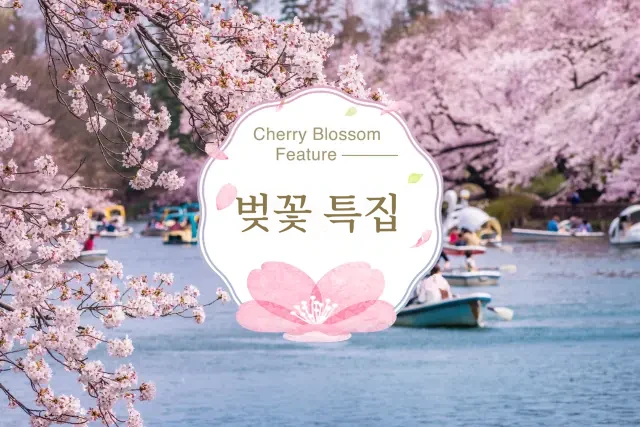 벚꽃 특집