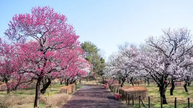 Fuchu, Chofu et Tama