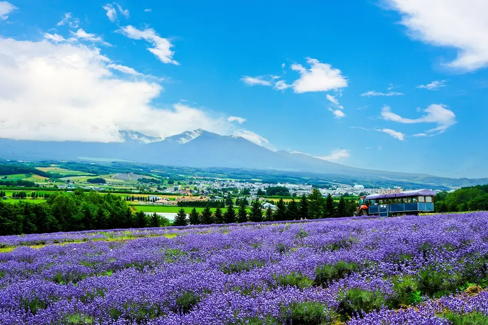 富良野・美瑛