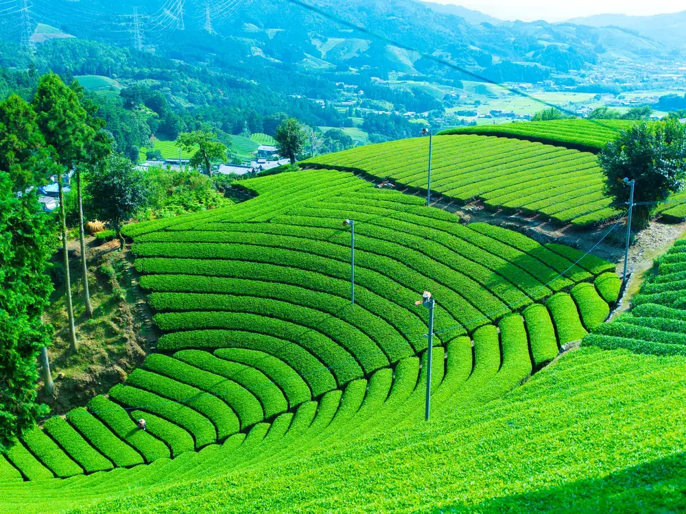 Experience Kyoto's Four Seasons in Nature