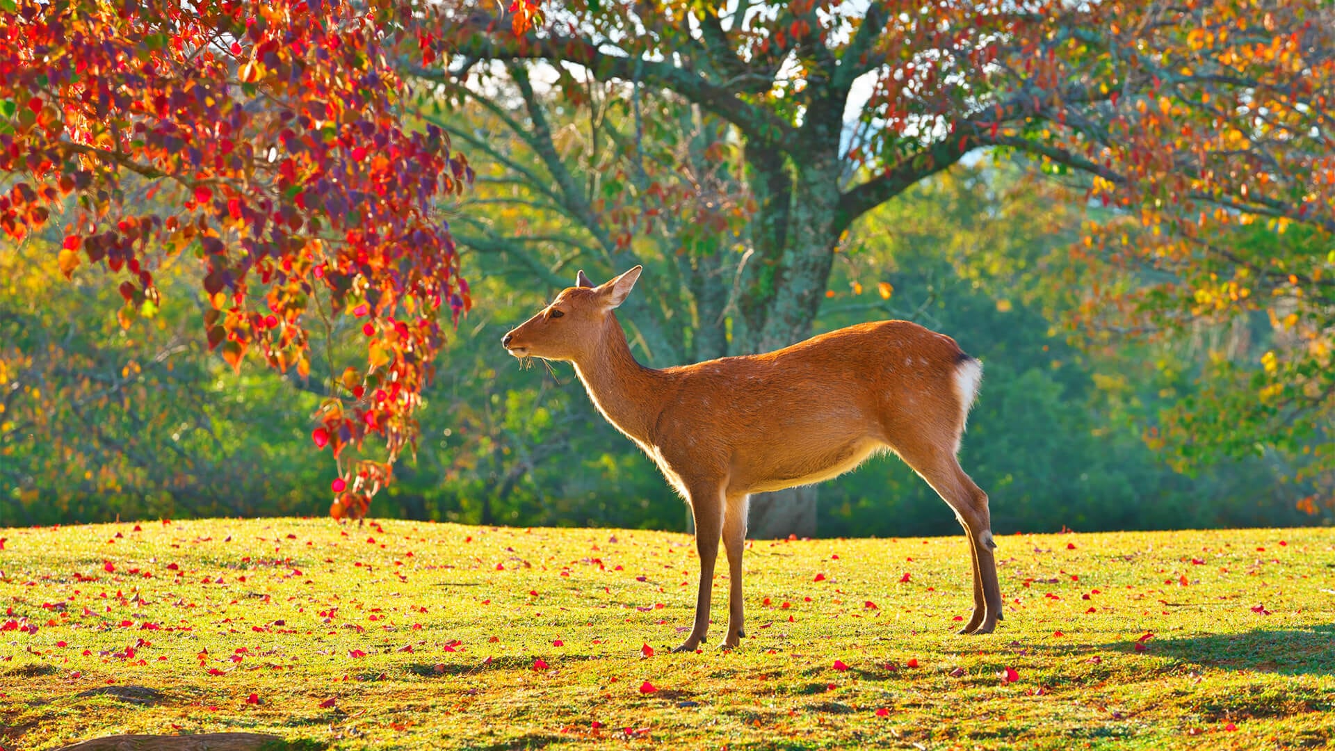 Nara Travel Guide