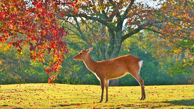 Nara Prefecture