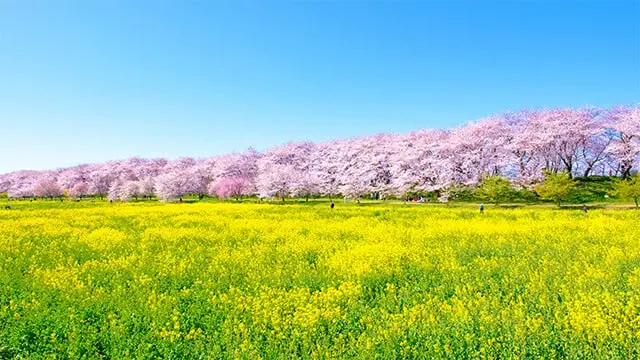 日本埼玉縣