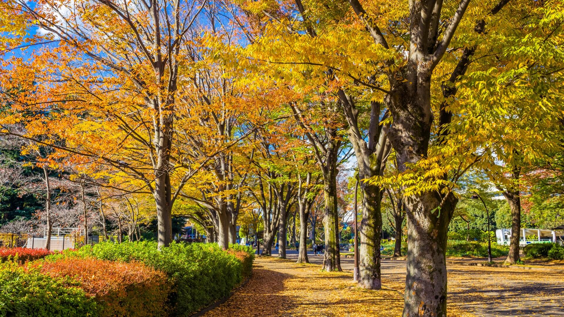 Setagaya