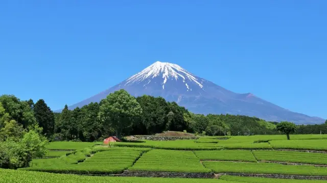 Shizuoka
