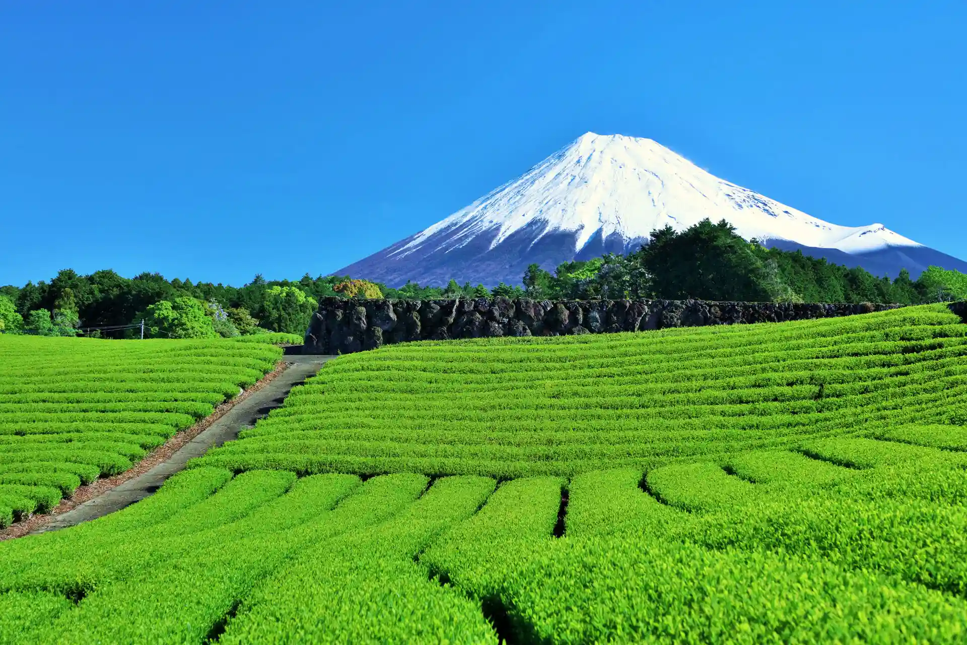 日本茶旅特輯