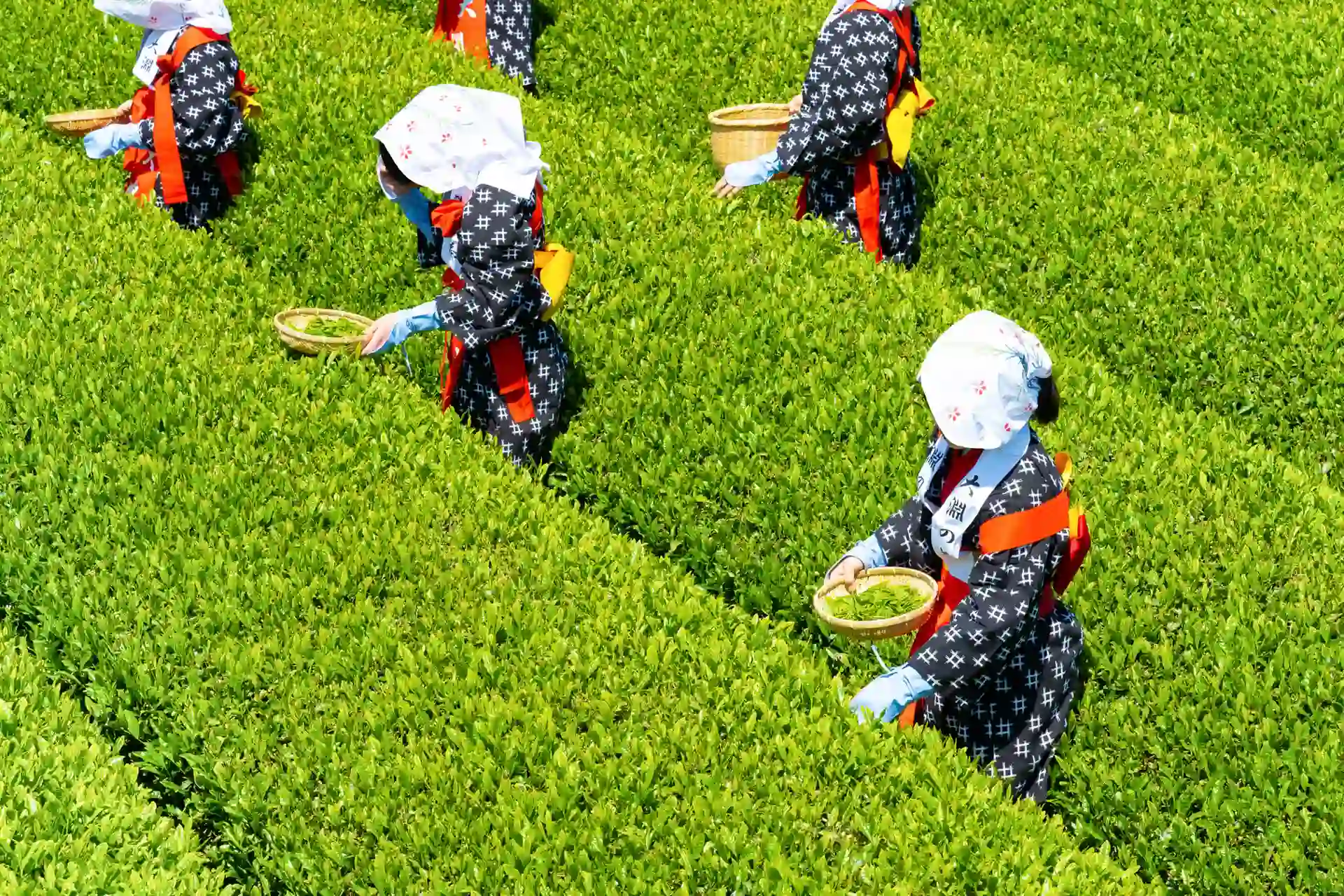 日本茶旅特輯