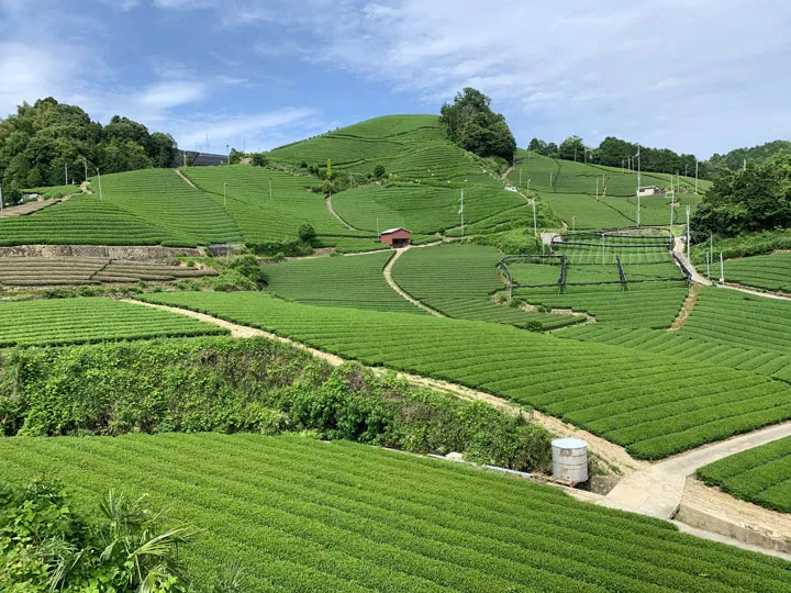 茶鄉
