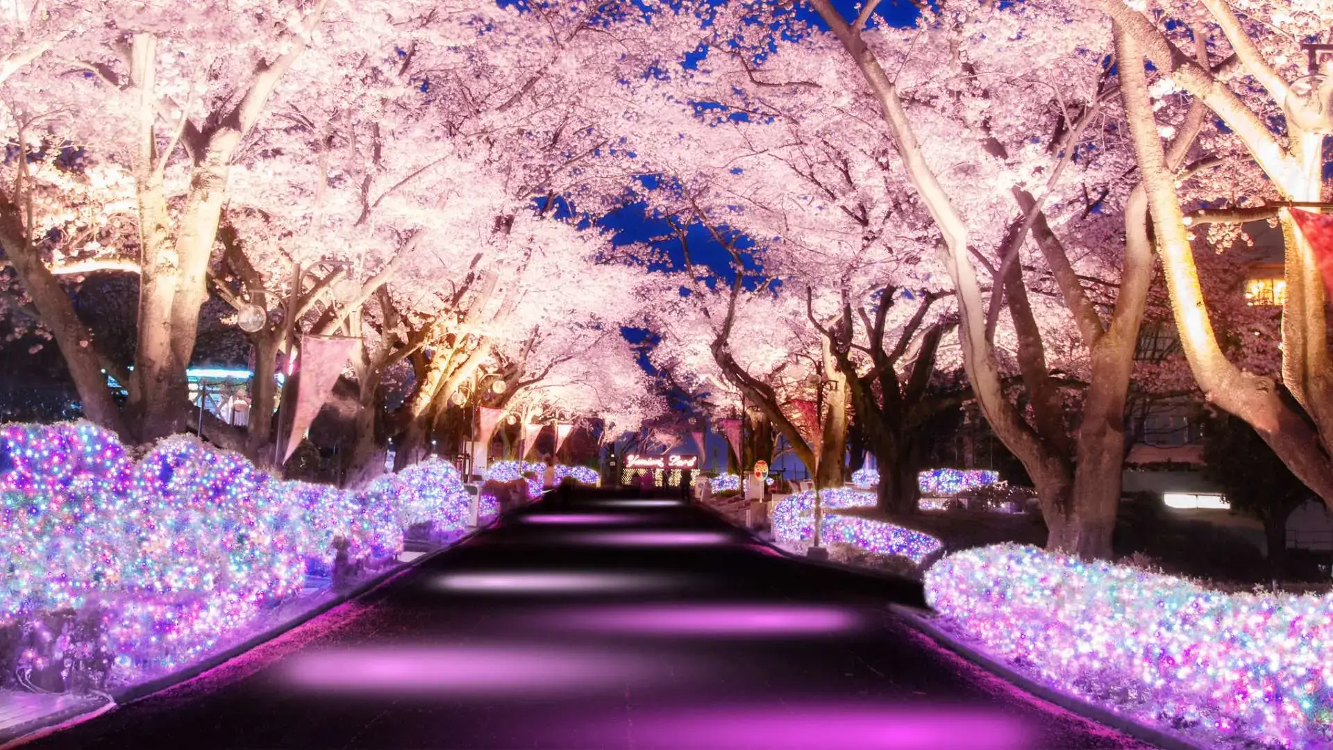Sakura